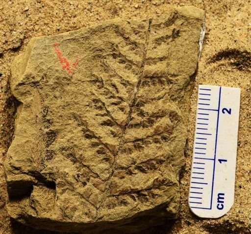 Sphenopteris sp.
