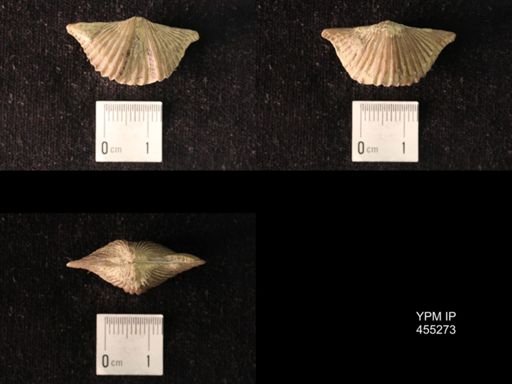 Platystrophia acutilirata
