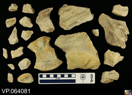 undet. Mosasauridae