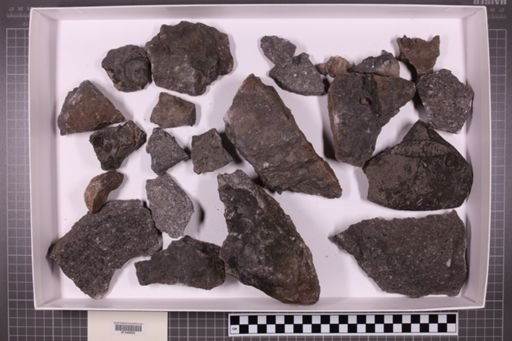 mixed taxa, stratigraphic collection