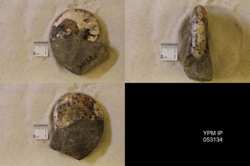 Hoploscaphites nicolletii