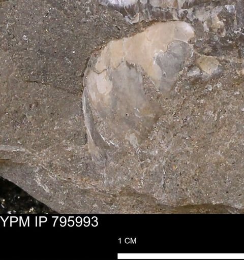Inoceramus