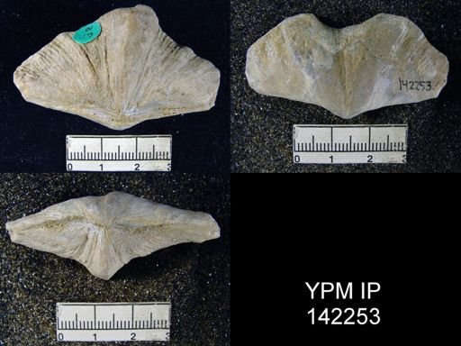 Spirifer musakheylensis