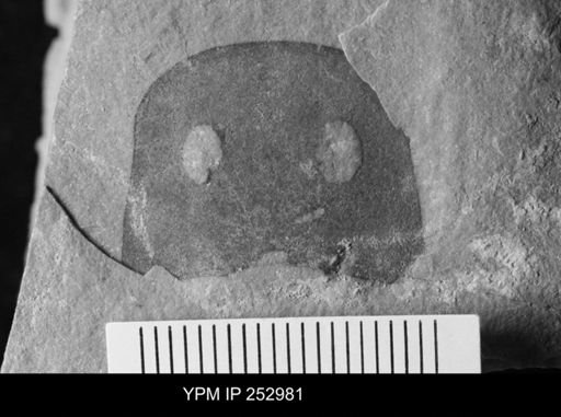 Eurypterus sp.
