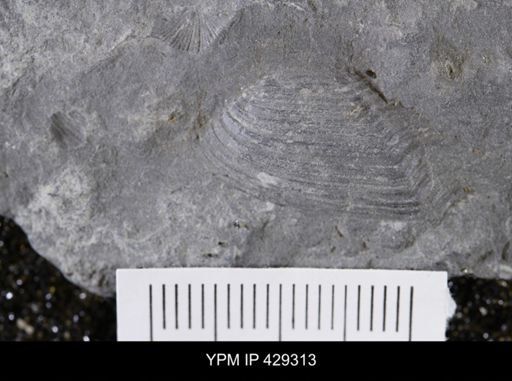 Paleoneilo emarginata