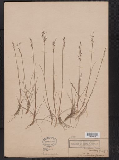 Deschampsia flexuosa