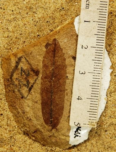 Quercus simulata