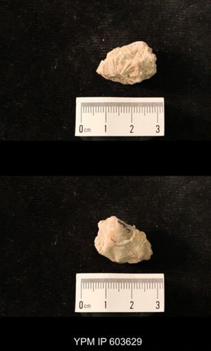 Productus cf. redesdalensis