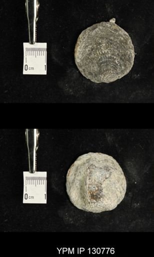 Spinatrypa spinosa
