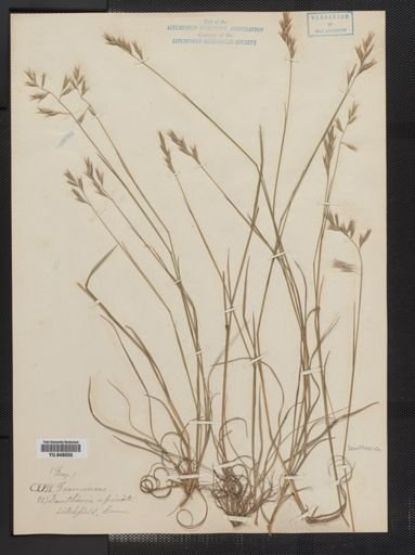 Danthonia spicata