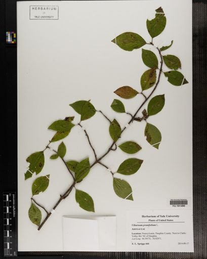 Plantae