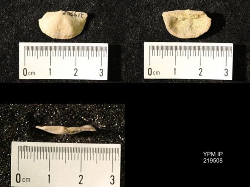 Chonetes granulifer
