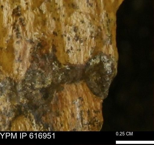 Teredo sp.