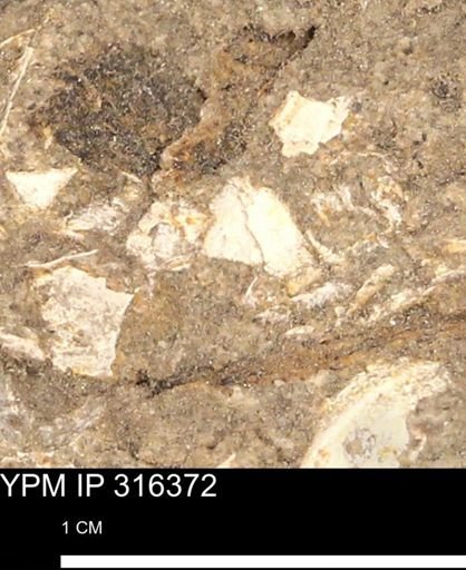 undet. Mollusca