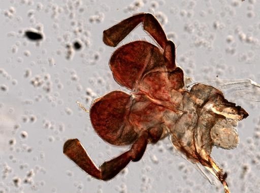 Melanoplus