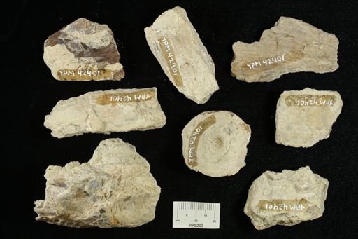 undet. Ichthyodectidae