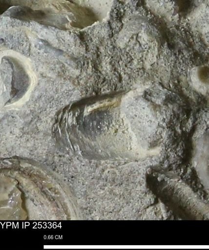 undet. Scaphopoda
