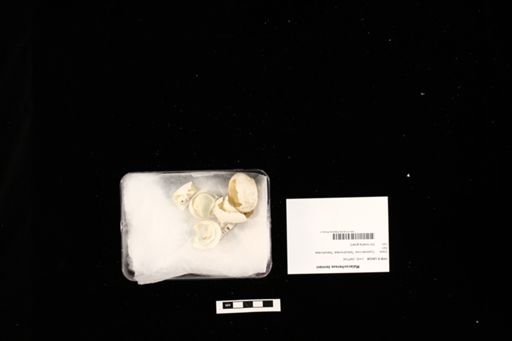 Malacochersus tornieri
