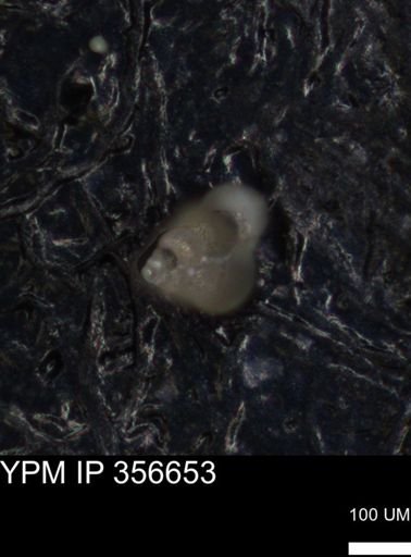 undet. Foraminiferida