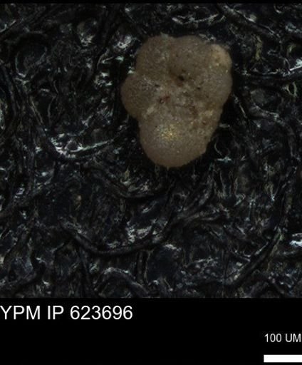 undet. Rugoglobigerinidae