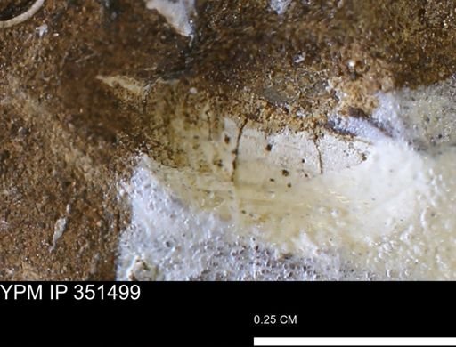 undet. Bivalvia