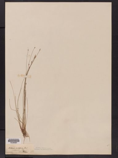Eleocharis