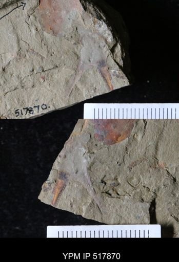 undet. Marrellomorpha