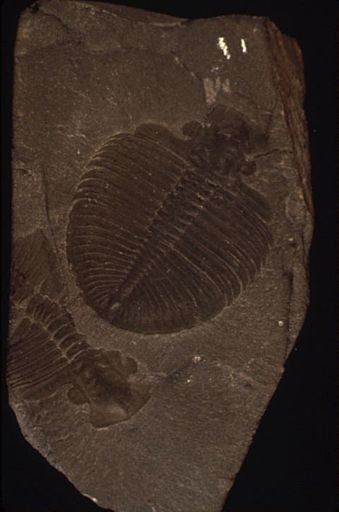 Ogygia buchi