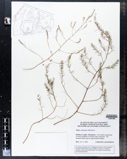 Asparagus officinalis