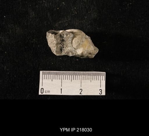 Sphaerodoma sp.