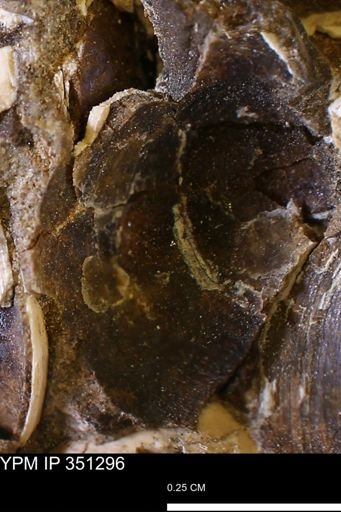 Limopsis striatopunctatus