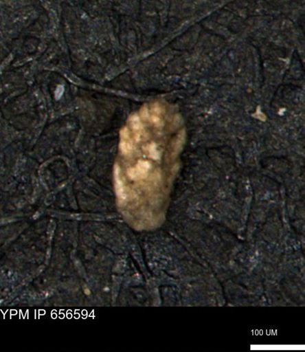 Verneuilina canadensis