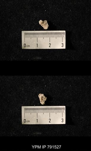undet. Bryozoa