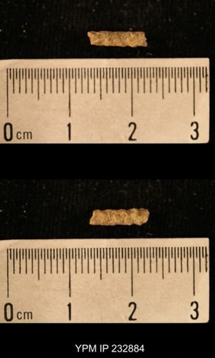 Archaeocidaris sp.