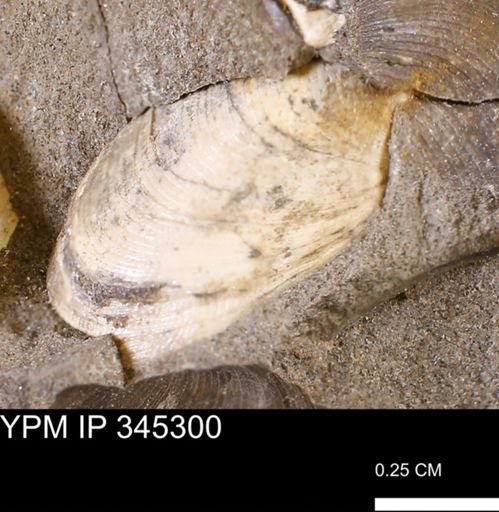 Limopsis striatopunctatus