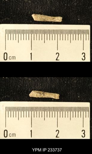 Archaeocidaris sp.
