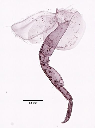 Parhyale hawaiiensis