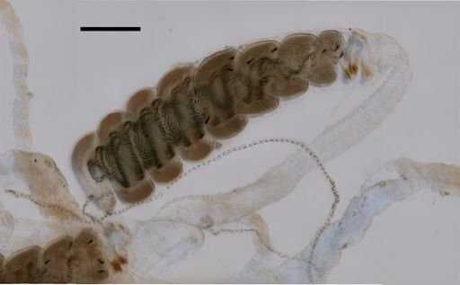 Nanomia bijuga