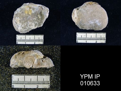 Productus inca