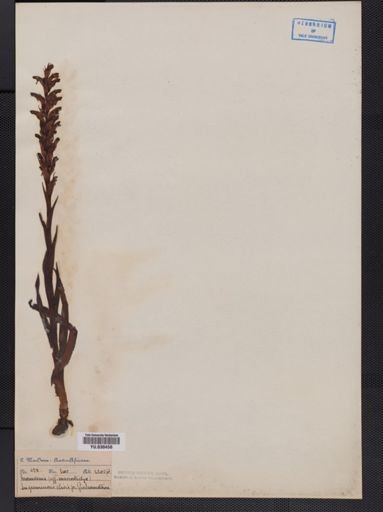 Monadenia