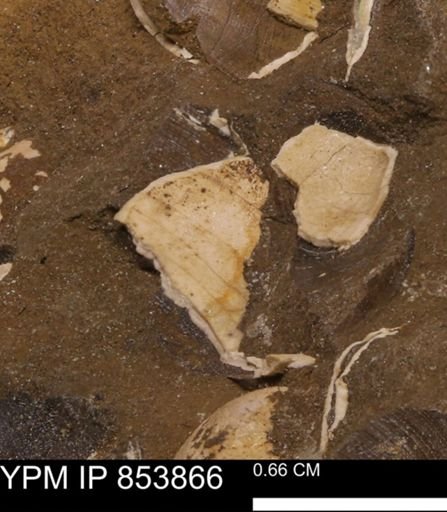 Limopsis? striatopunctatus