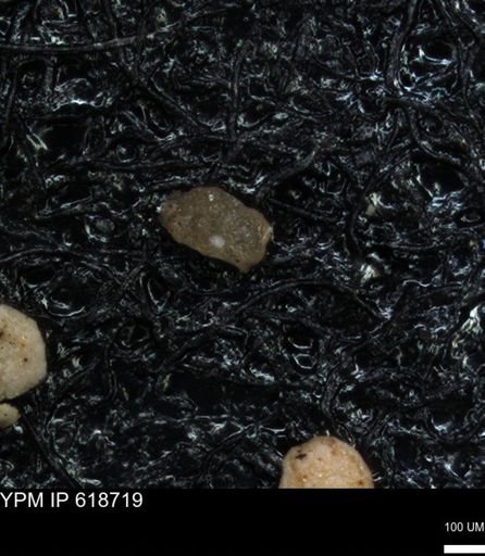 undet. Foraminiferida