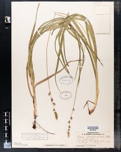Carex sparganioides