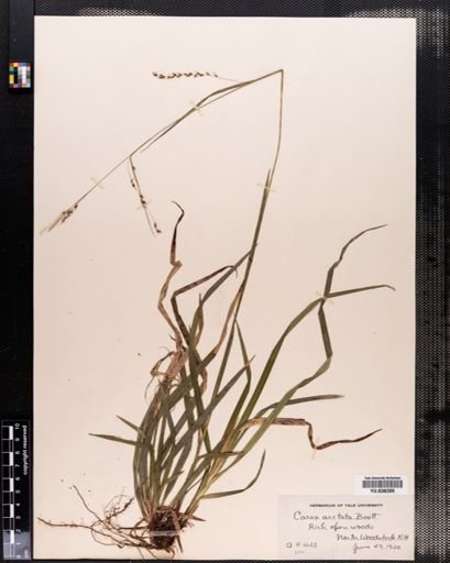 Carex arctata