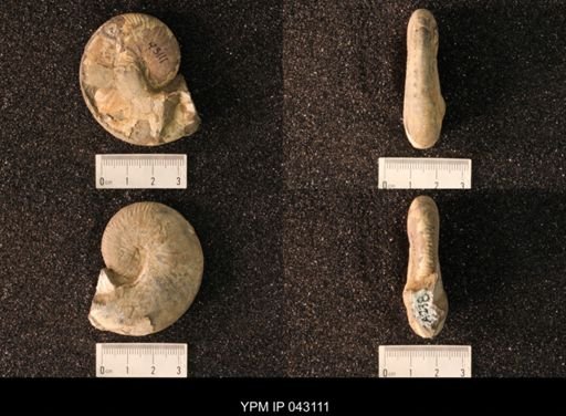 Hoploscaphites nicolletii