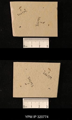 undet. Hemiptera