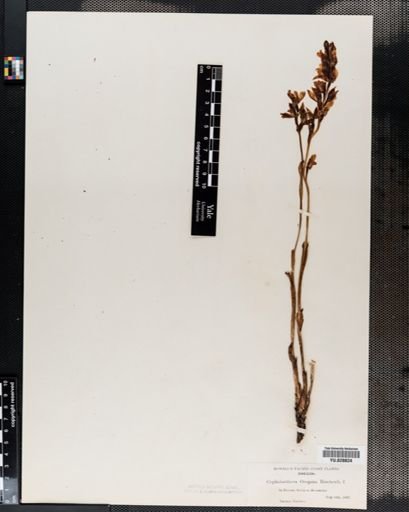 Cephalanthera