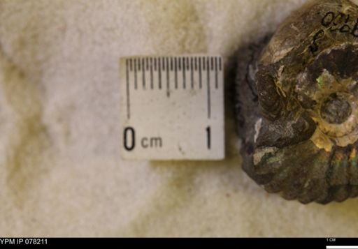 Jeletzkytes nebrascensis