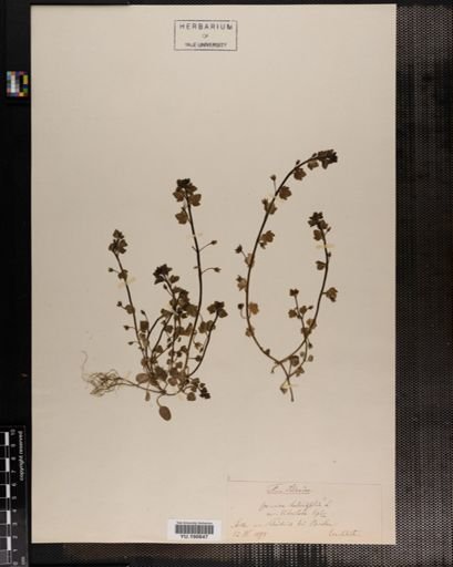 Plantae