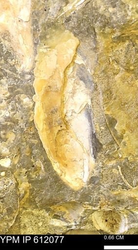 Pseudoptera subtortuosa